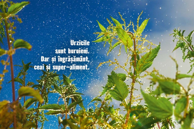 Prim-plan cu urzici pe cerul albastru