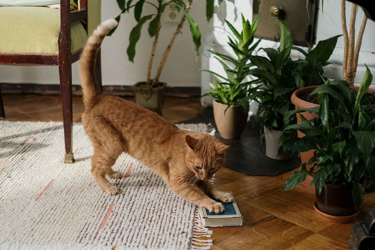 O pisică jucăușă pe un covor, înconjurată de plante de interior în ghivece.