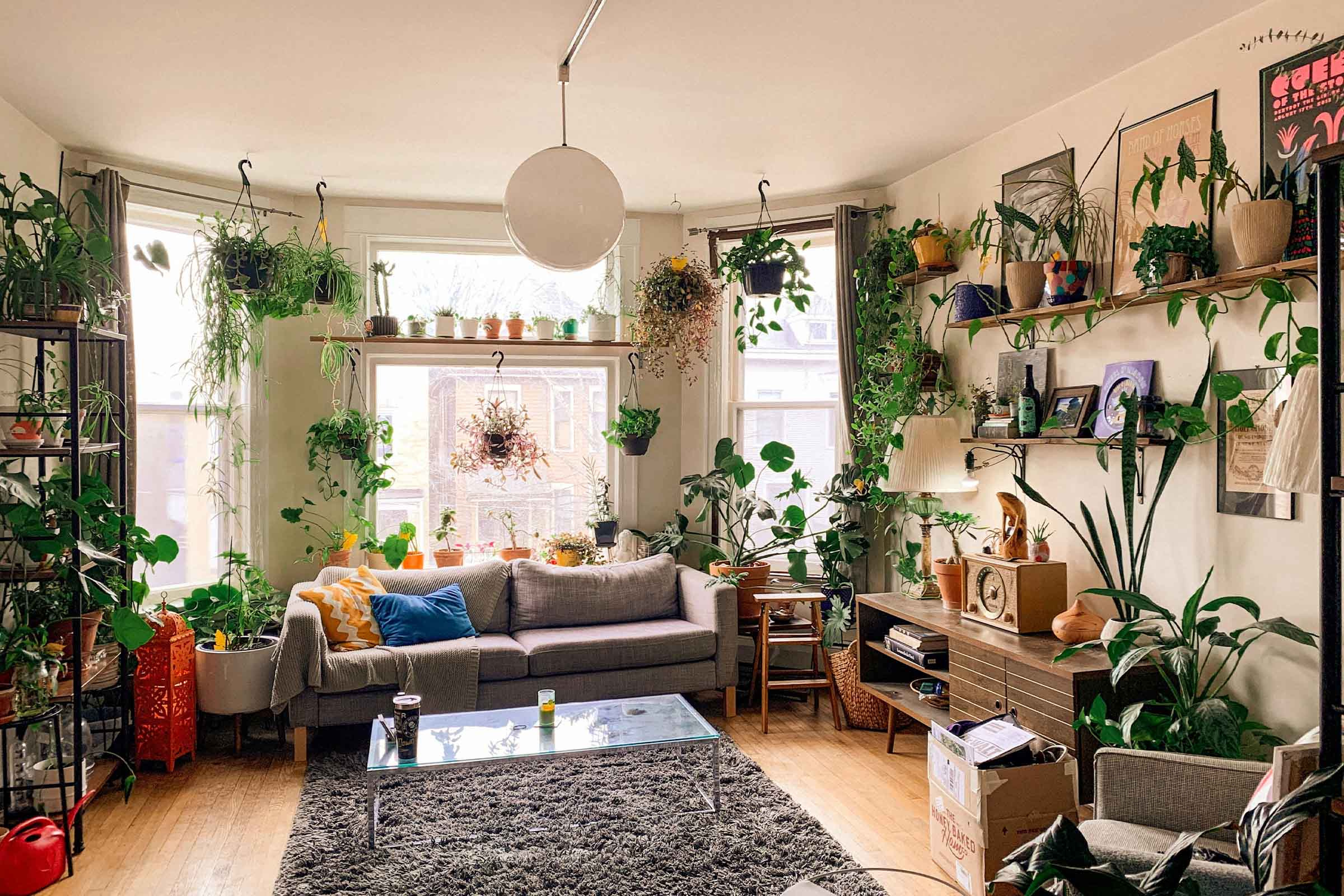 Living cu multe plante de interior, canapea, măsuță de cafea și rafturi