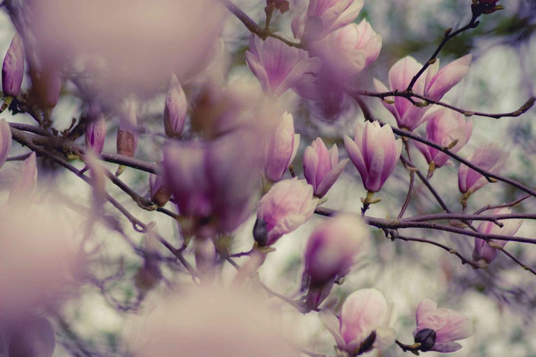 Magnolie: ghid complet pentru plantare, îngrijire și înflorire spectaculoasă