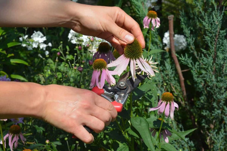 O persoană taie flori de echinacea înflorite în grădină cu o foarfecă de grădină.