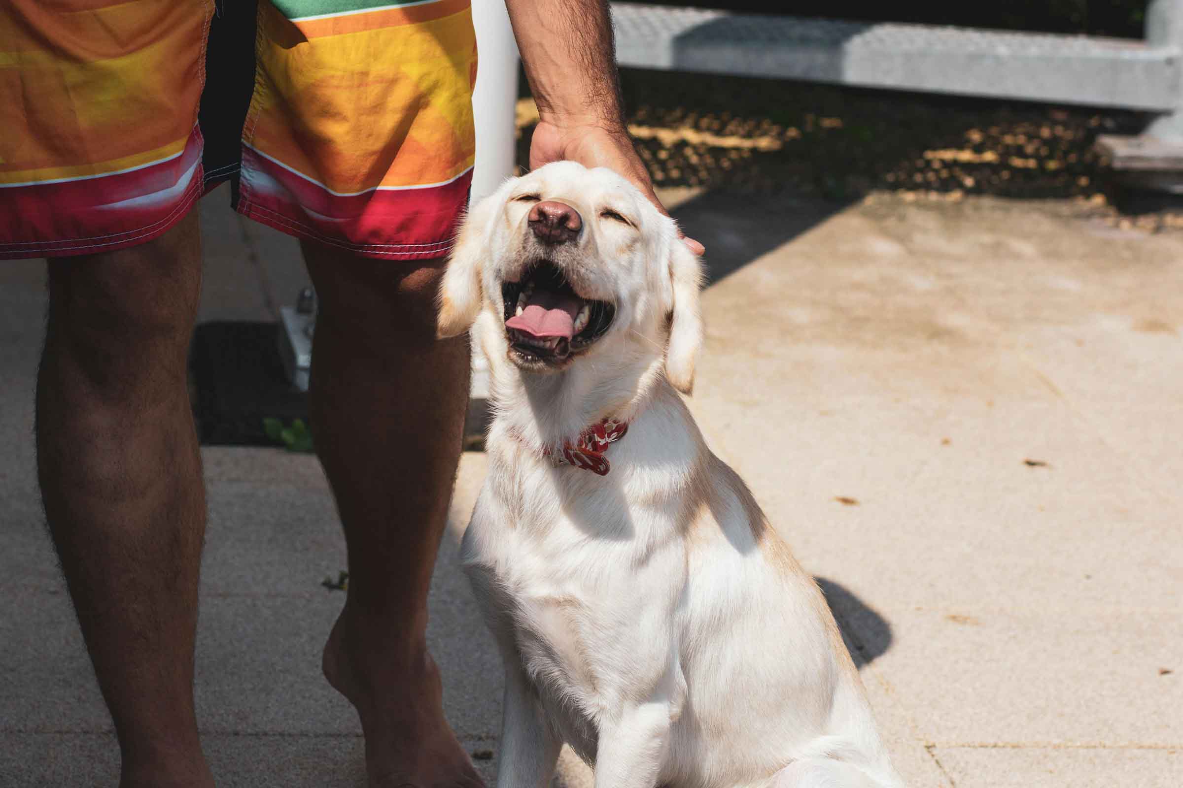 Un bărbat mângâie un labrador retriever deschis la culoare afară