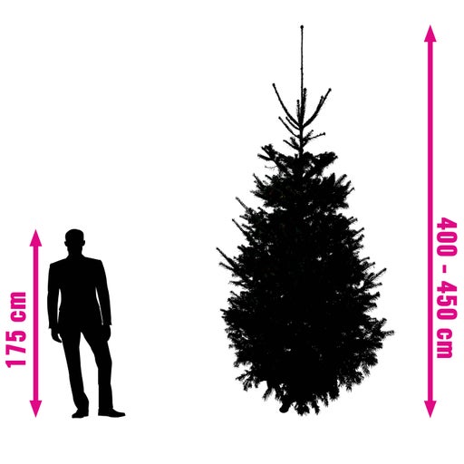 Brad Nordmann cu indicarea dimensiunii de 400 până la 450 centimetri