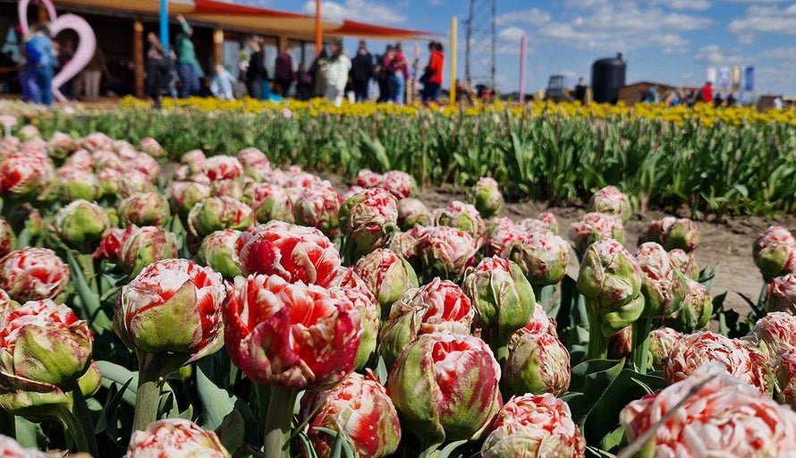 Prim-plan al unui câmp de lalele cu mai multe plante