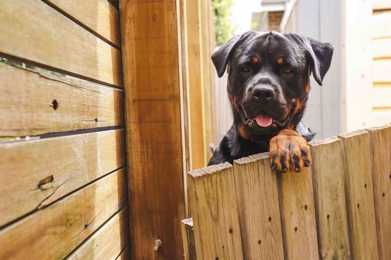 Rottweiler se uită peste gardul de lemn