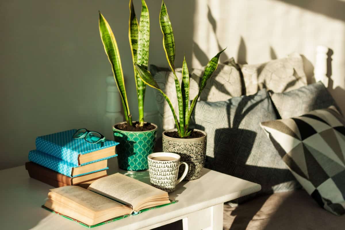 Natură statică decorativă cu plante de interior, cărți și cană pe masă