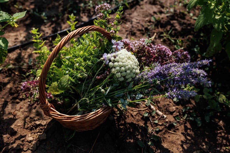 Coș cu ierburi proaspete și flori în grădină