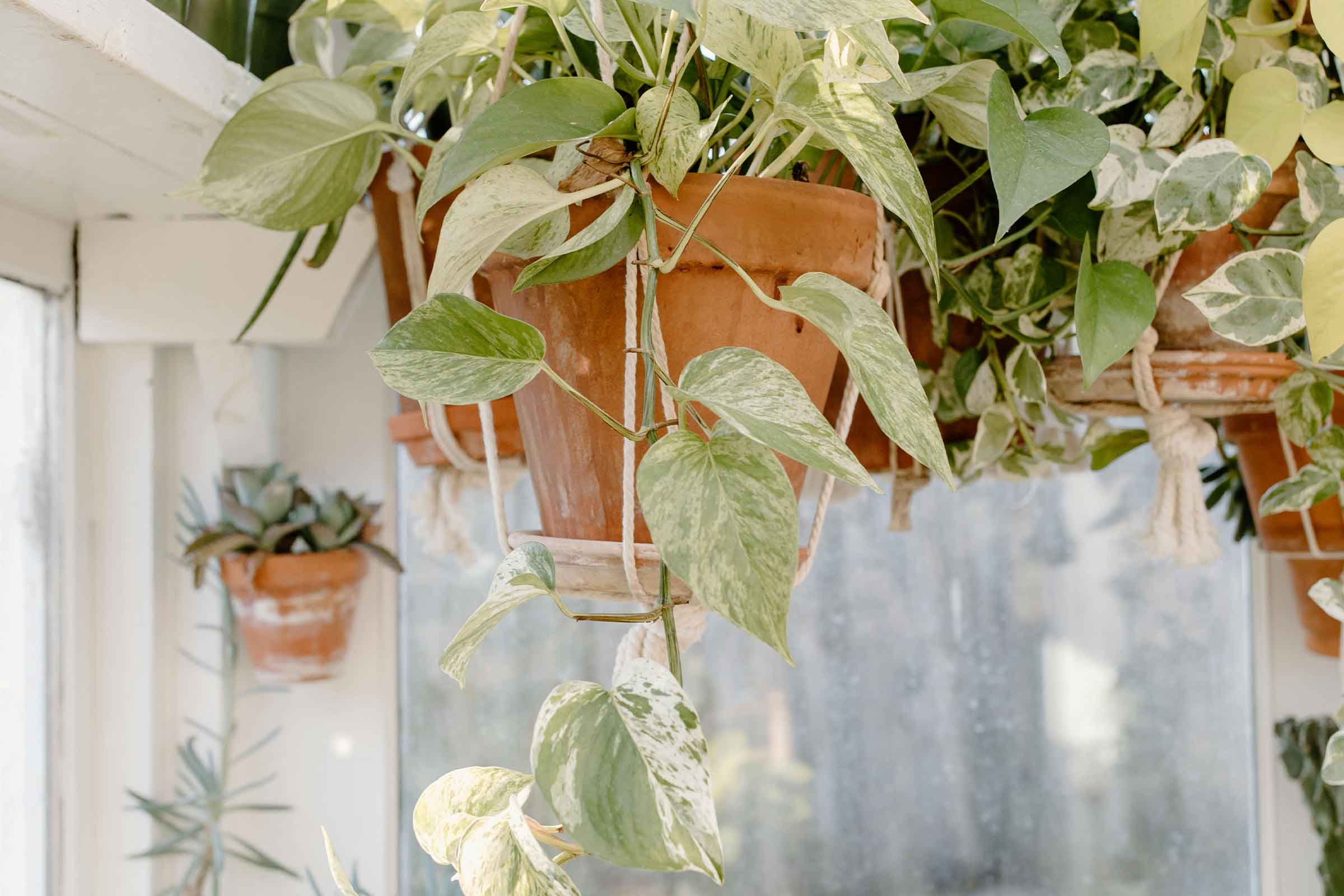 Plantă suspendată cu frunze verde deschis într-un ghiveci de teracotă.