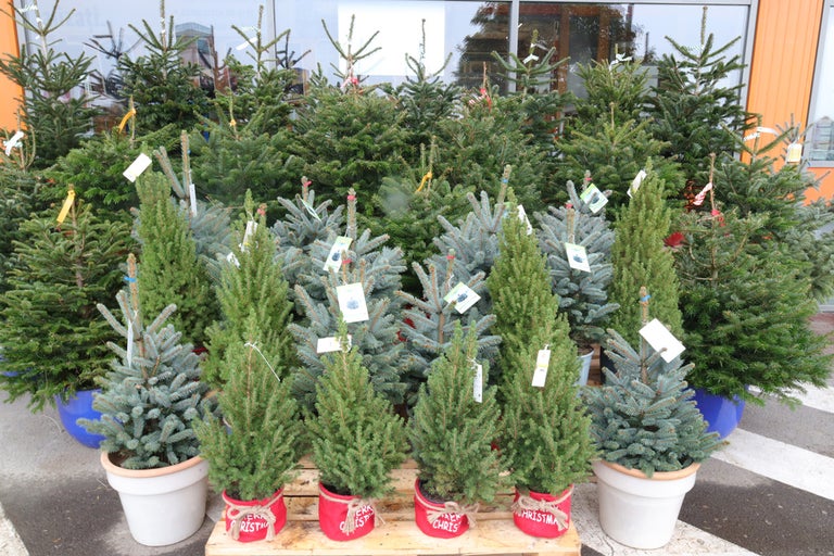 Selecție de pomi de Crăciun de diferite tipuri și dimensiuni în ghiveci de vânzare la Hornbach.