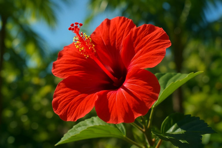 Prim-plan cu o floare de hibiscus roșie cu frunze verzi