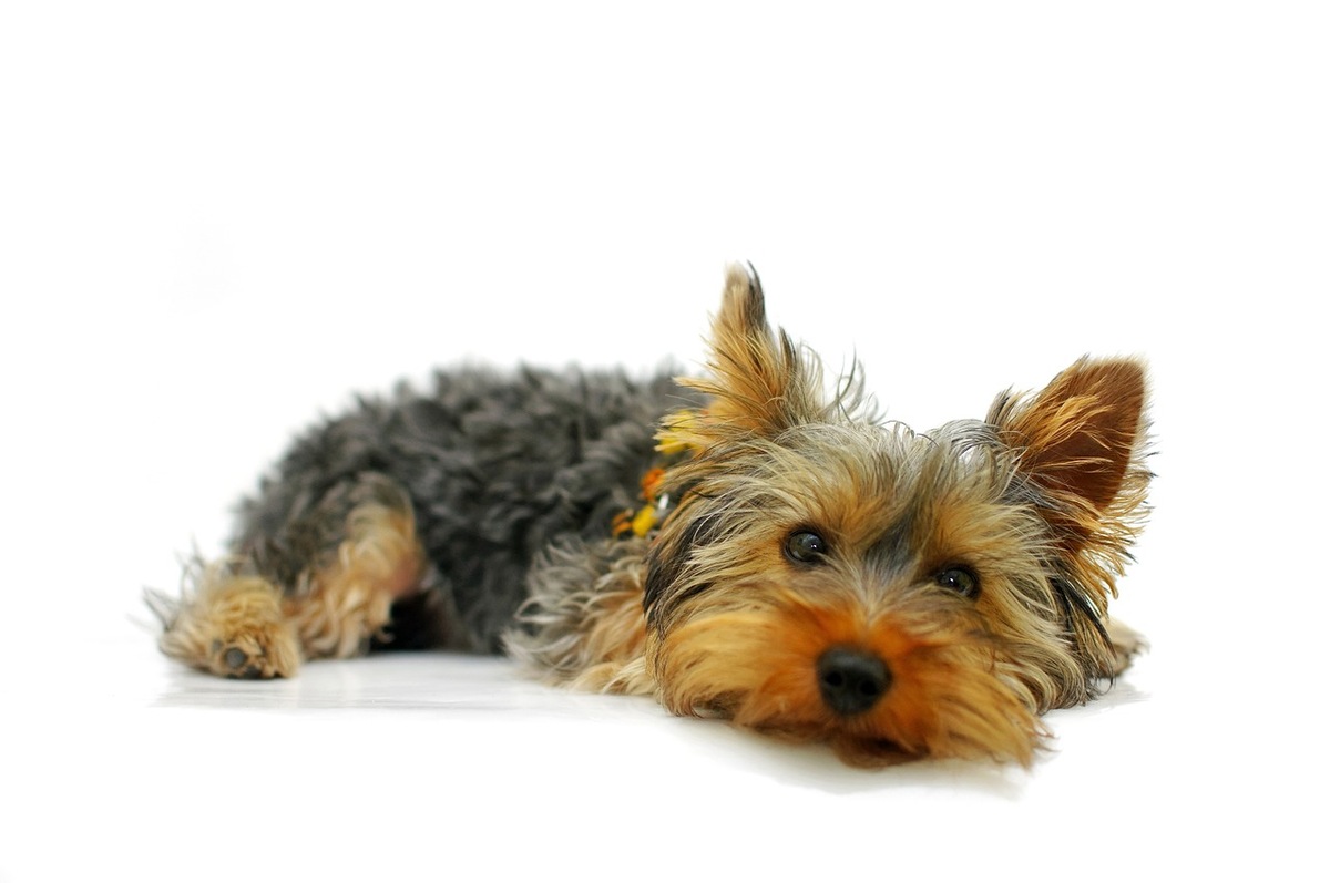Yorkshire Terrier stă întins pe podea