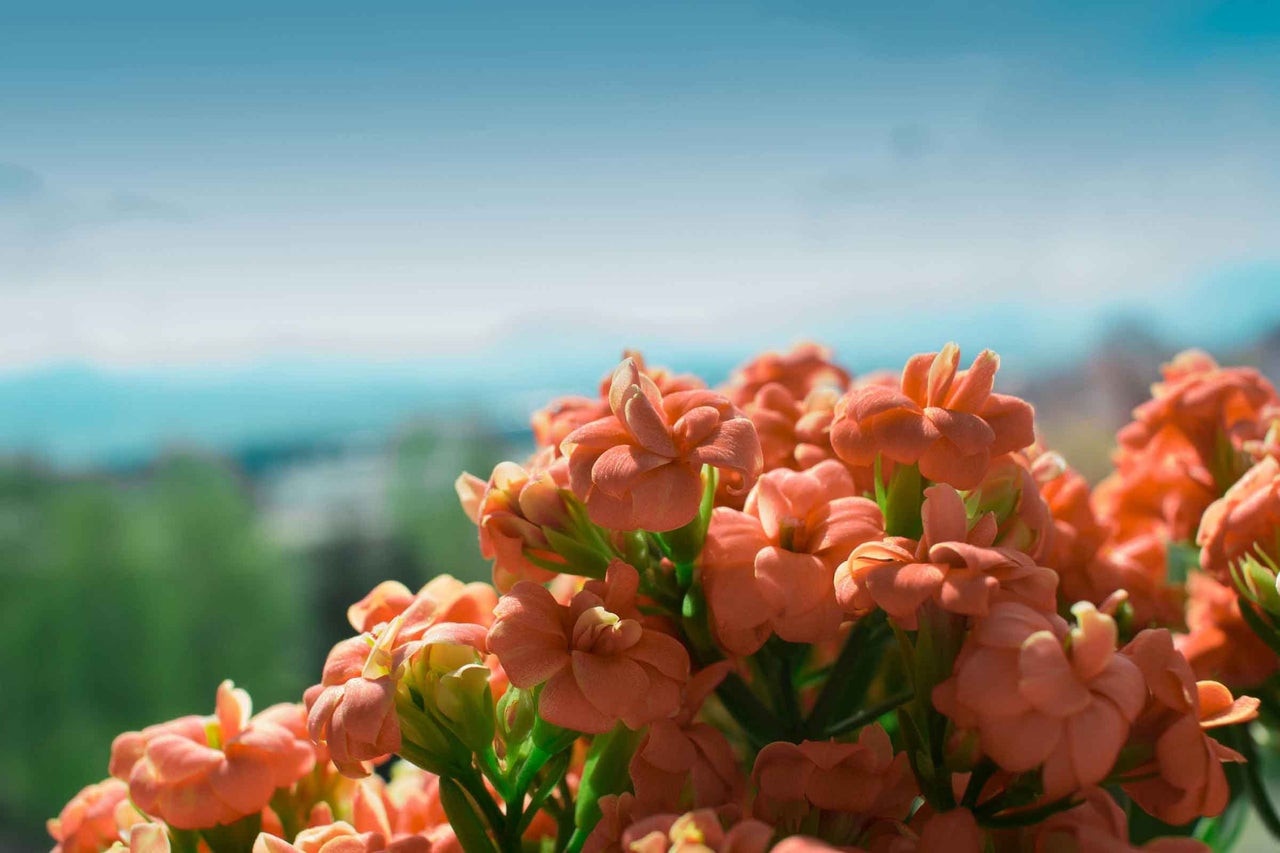 Prim-plan cu o plantă Kalanchoe cu flori