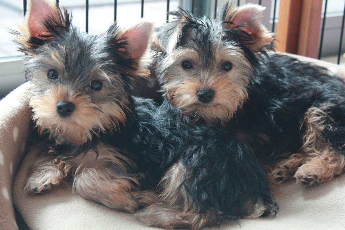 Doi căței Yorkshire Terrier stau într-un pat pentru câini