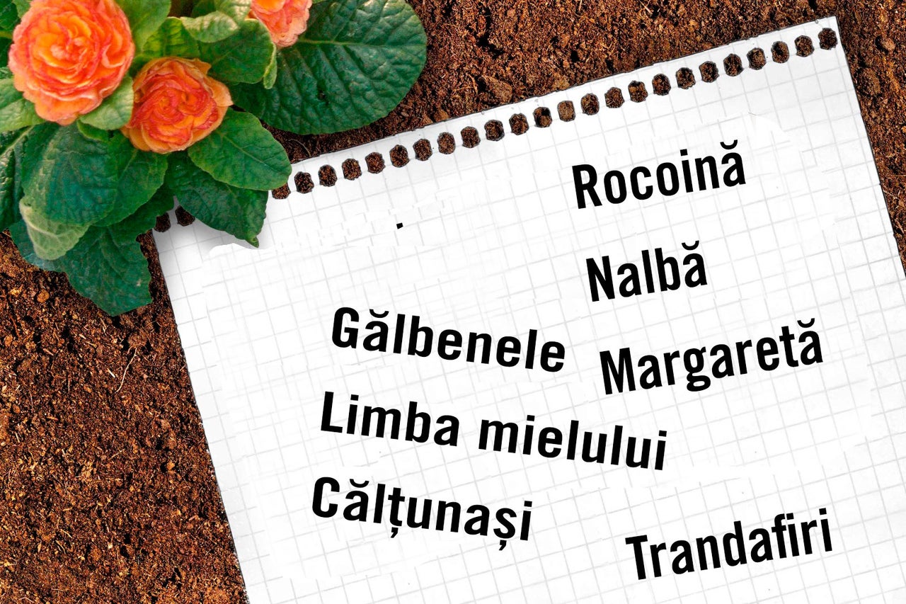 Flori și lista cu nume de plante