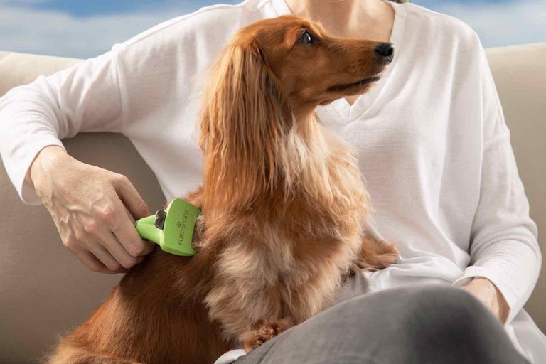 O persoană perie un teckel cu o perie de blană pentru a îndepărta părul desprins.