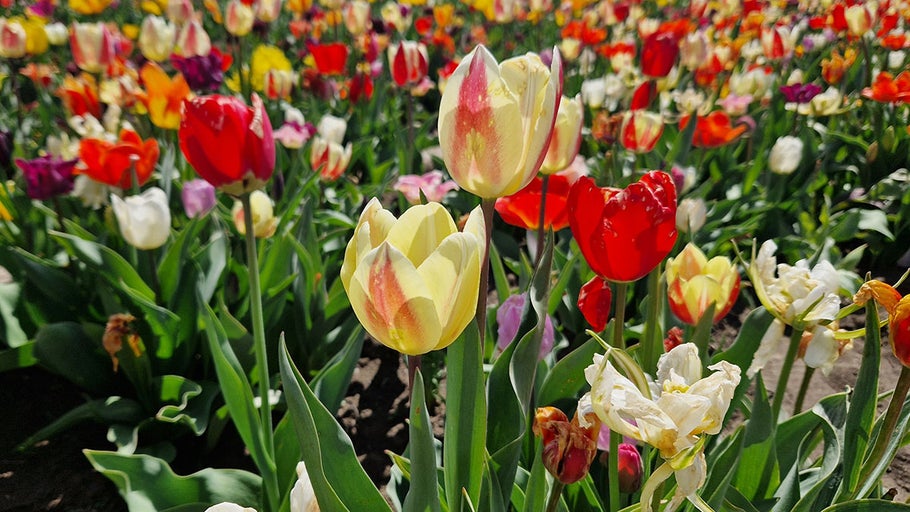 Câmp cu flori colorate de lalele în grădină
