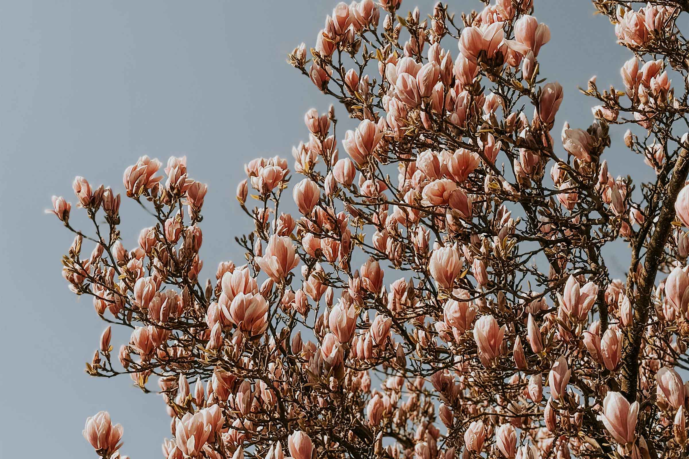 Magnolie cu flori roz