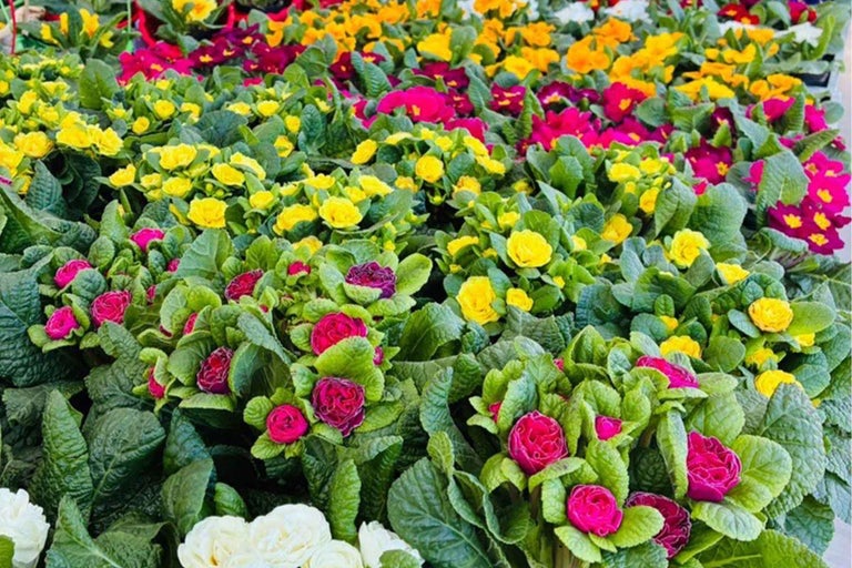 Flori de primule multicolore cu frunze verzi