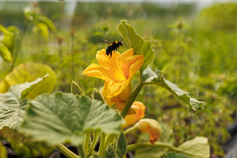 Bondar pe floare de dovleac în grădină.