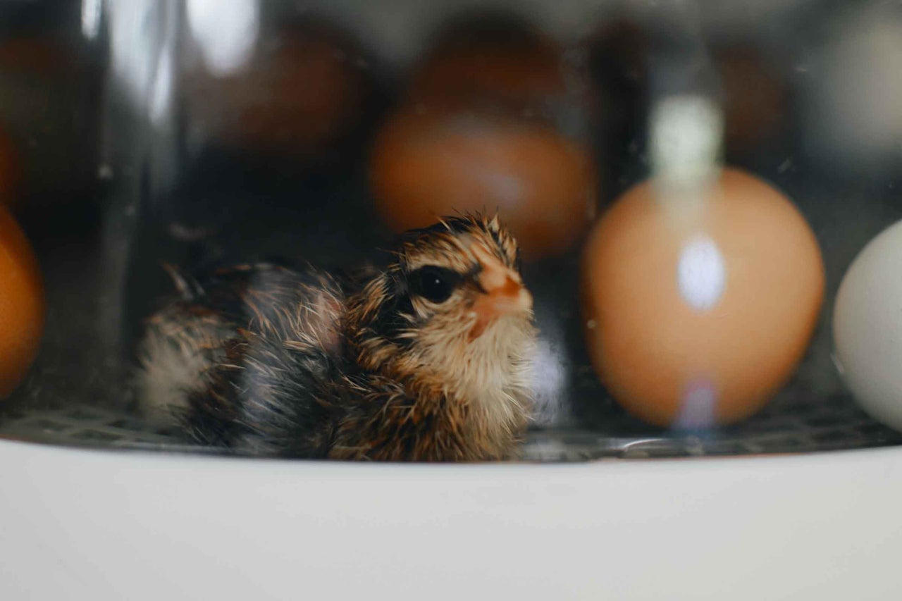 Pui de găină în incubator cu ouă