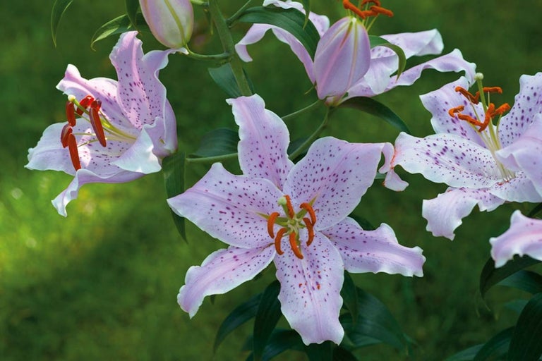 Prim-plan cu crini liliachii cu pete închise la culoare