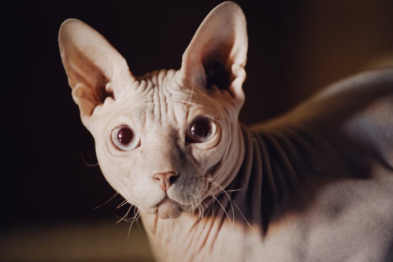 Pisica Sfinx (Sphynx) - tot ce trebuie să știți despre această pisică fără păr