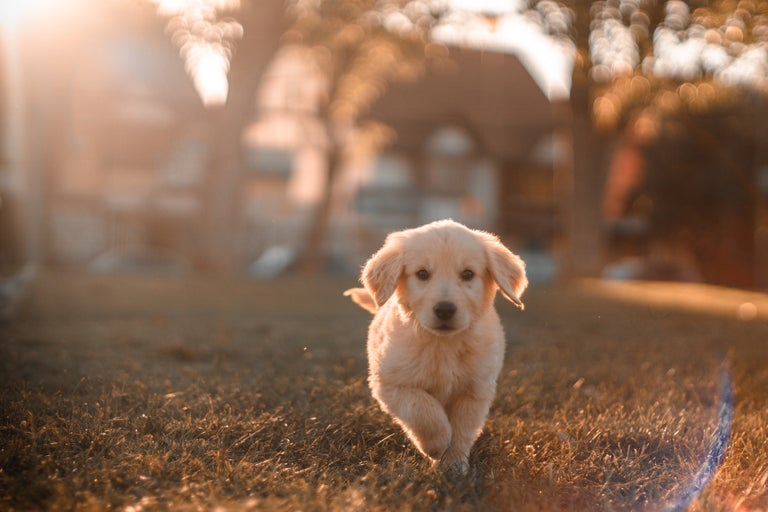 cățel Golden Retriever pe un gazon