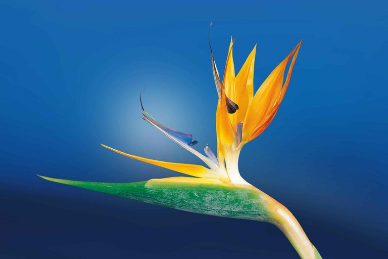 Floare pasărea paradisului în detaliu