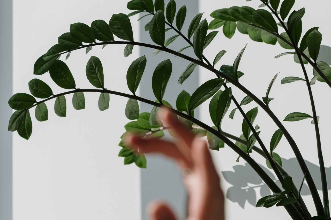 Zamioculcas plantă de interior cu frunze verzi