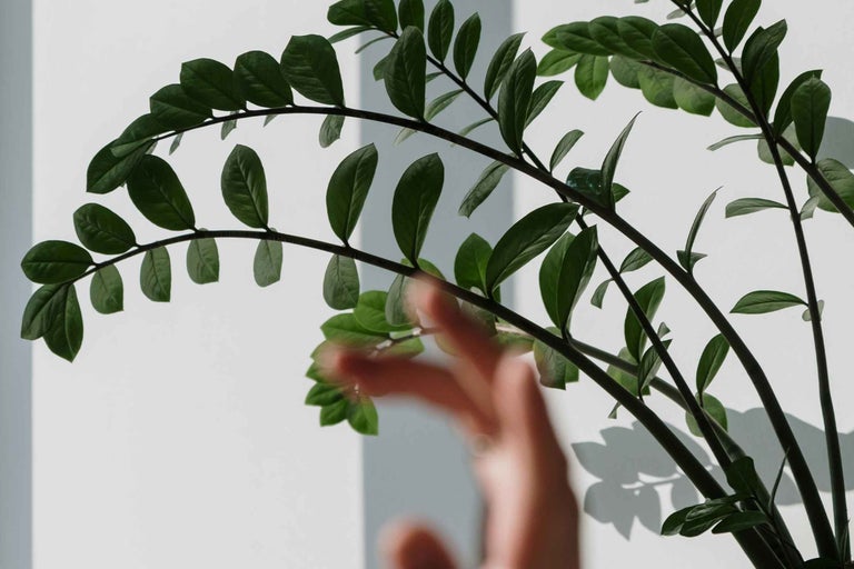 Zamioculcas plantă de interior cu frunze verzi