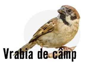 Vrabie de câmp