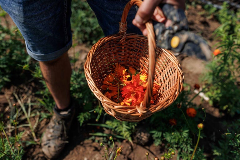 O persoană ține un coș cu gălbenele portocalii în grădină.
