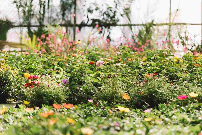 Răzor de flori cu diverse plante cu flori în seră