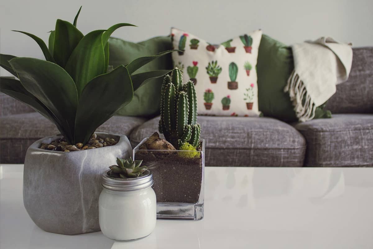 Plante de apartament decorative pe o masă în fața unei canapele cu perne