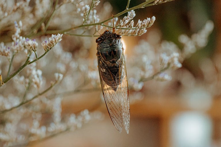 Cicadele - insectele cu cea mai puternică voce din natură