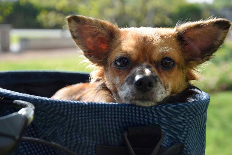 Câine în coș de bicicletă
