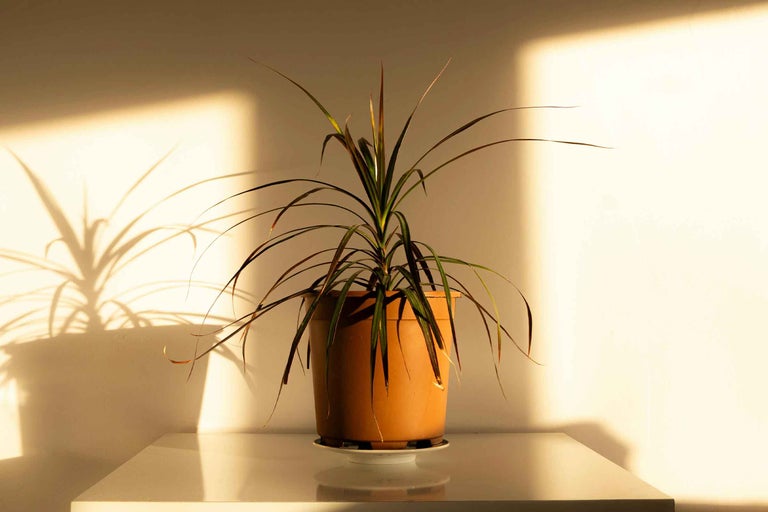 Dracaena într-un ghiveci pe o masă