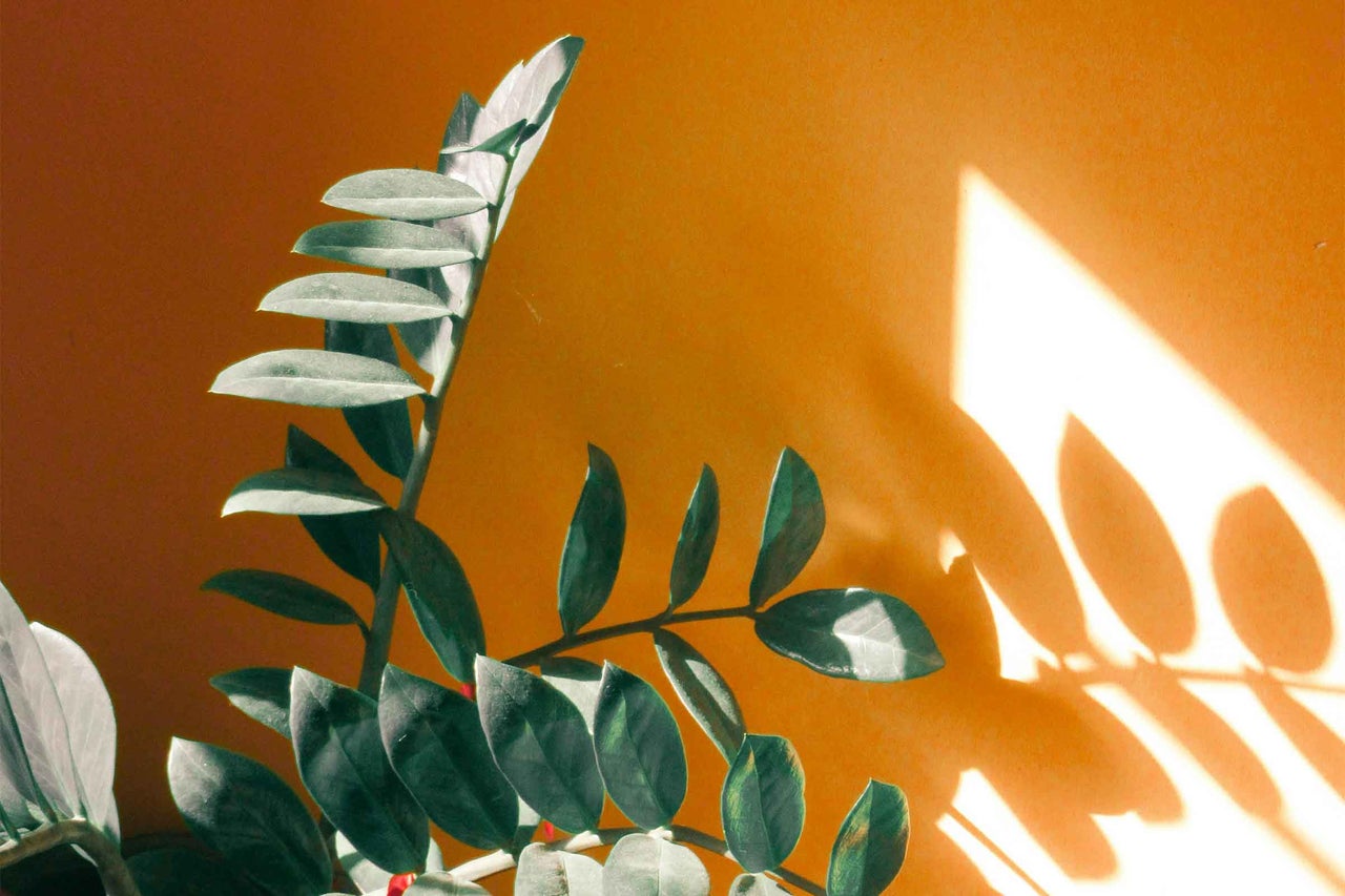 Zamioculcas plantă de apartament cu frunze penate în fața unui perete