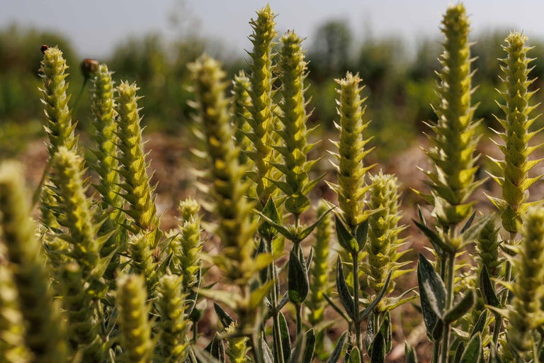 Prim-plan cu plante de urzică moartă de câmp în aer liber