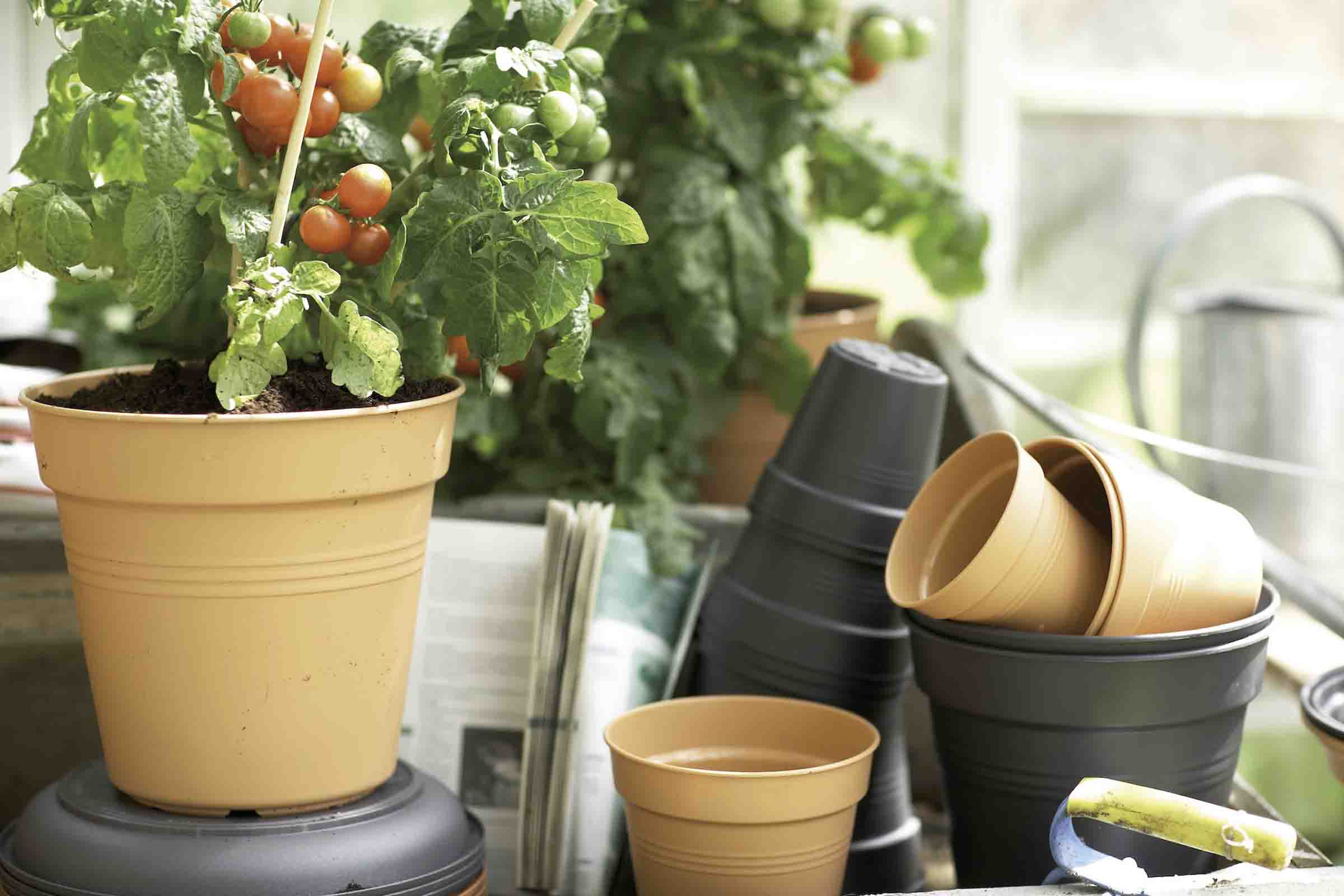 Plantă de tomate în ghiveci cu alte ghivece de flori și unelte de grădinărit