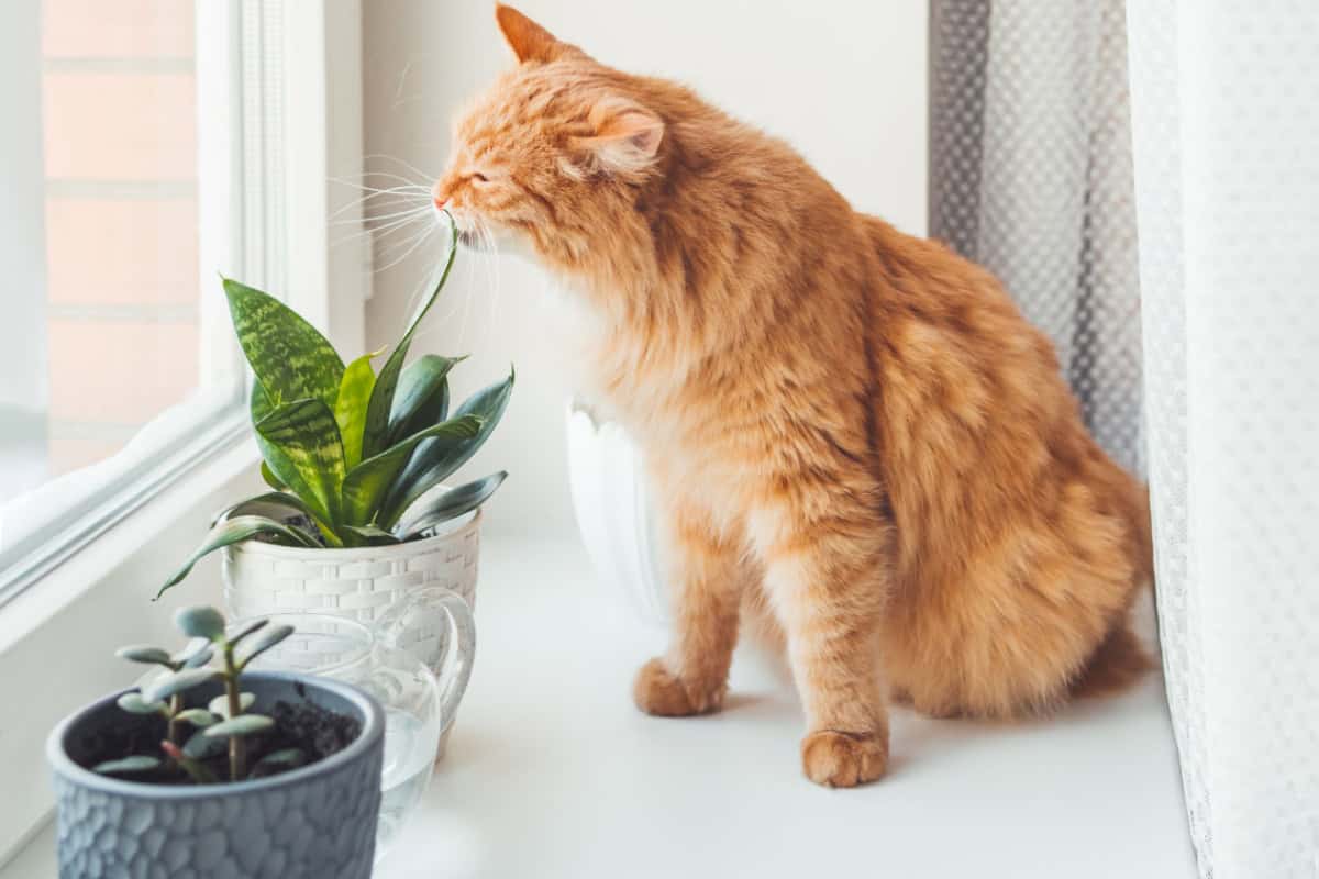 Pisică mănâncă plantă de apartament pe un pervaz lângă o suculentă