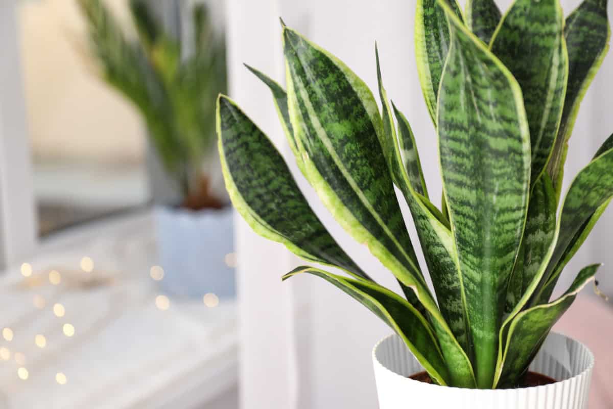 Sansevieria în ghiveci alb