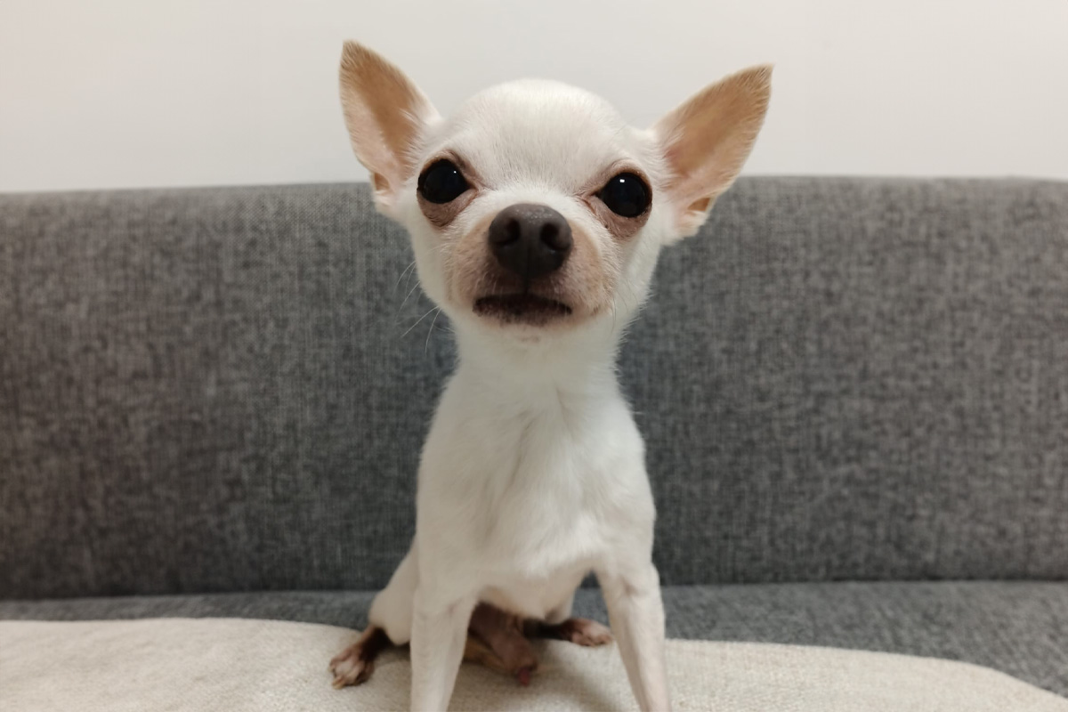 Portretul unui Chihuahua mic