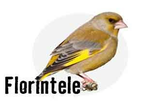 Un sticlete european stă pe o ramură.