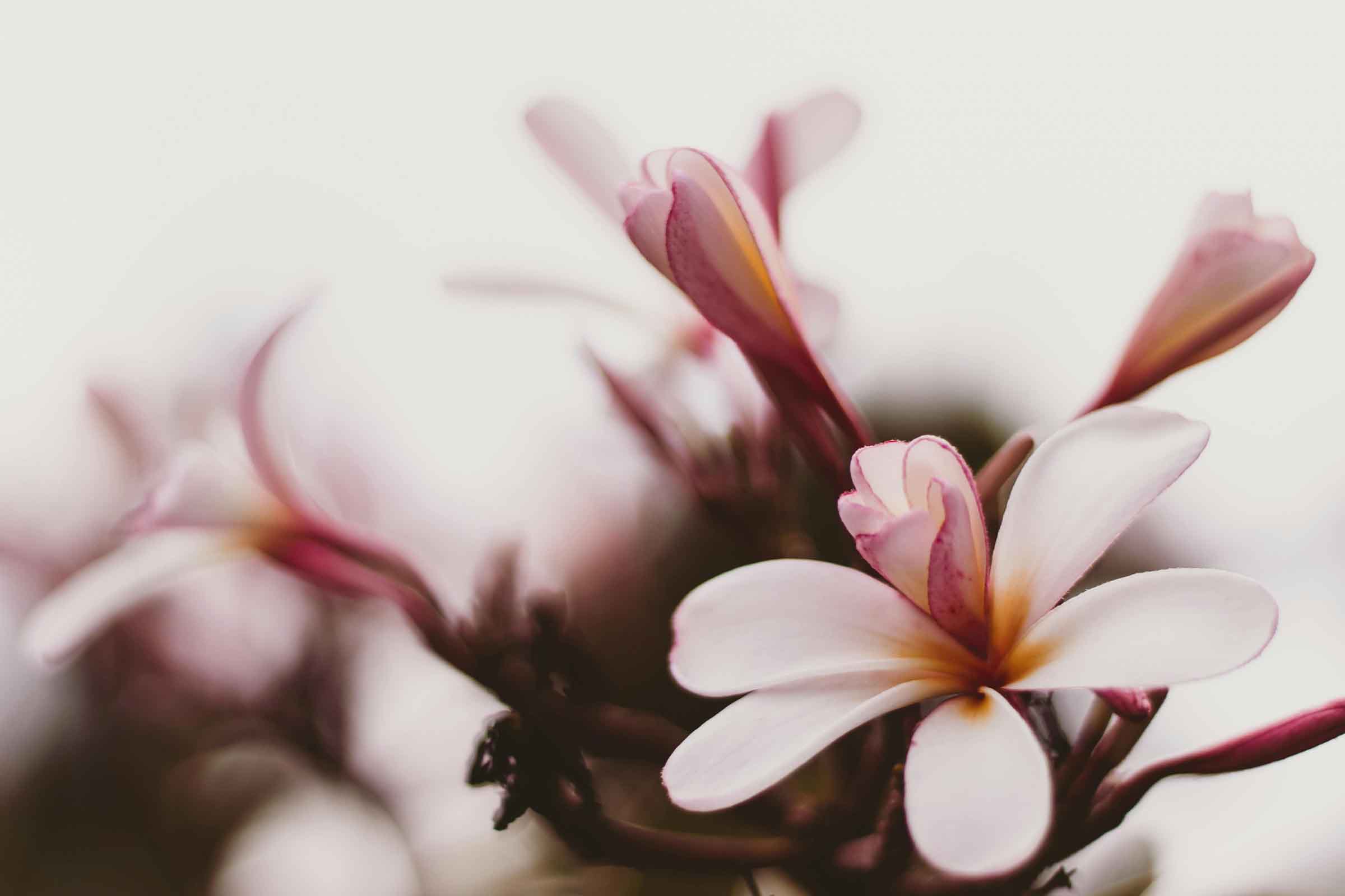 Prim-plan cu flori de frangipani