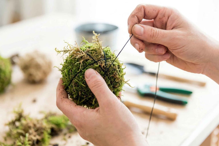 Mâini care leagă o bilă de mușchi cu un fir. Artizanat Kokedama cu unelte de grădinărit în fundal.