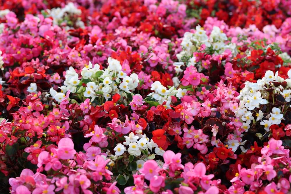 Jardineră cu begonii în diferite culori