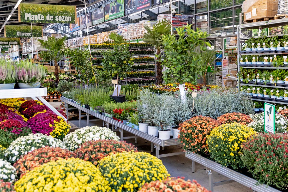 Selecție diversă de plante în magazinul Hornbach.