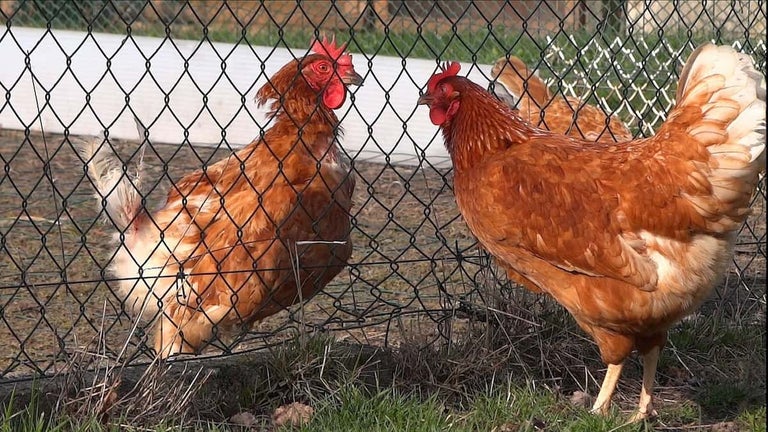 Două găini maro în spatele unui gard de sârmă în grădină.