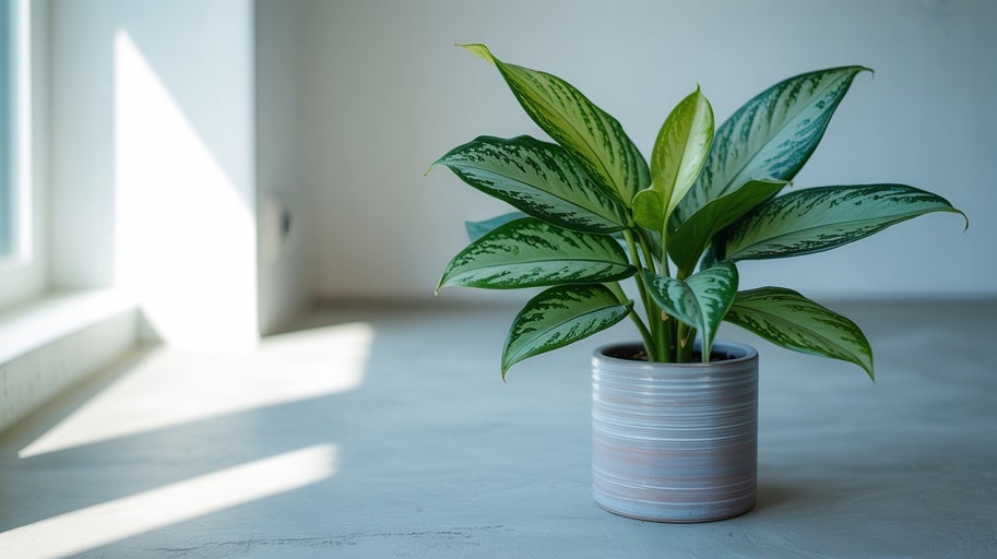 Stuf chinezesc în ghiveci ca plantă de apartament